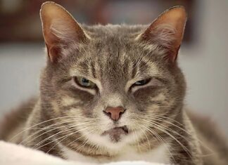 YAPAY ZEKA KEDİLERİN YÜZ İFADELERİNİ OKUYUP DERDİNİ TESPİT EDİYOR