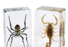 YURT DIŞINA ÖRÜMCEK VE AKREP KAÇIRIRKEN YAKALANDI