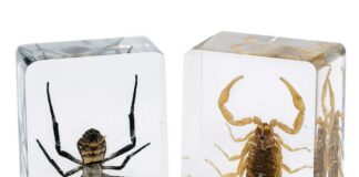 YURT DIŞINA ÖRÜMCEK VE AKREP KAÇIRIRKEN YAKALANDI