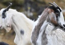 100 nüfuslu adada yaban keçisi sayısı 600’ü bılunca Belediye başkanı insanlardan bunları sahiplenmelerini istiyor.