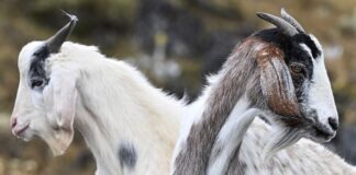 100 nüfuslu adada yaban keçisi sayısı 600’ü bılunca Belediye başkanı insanlardan bunları sahiplenmelerini istiyor.