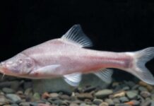 Çin’in Guicou eyaletinde yeni bir ”kör balık” türü bulundu