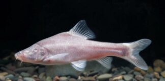 Çin’in Guicou eyaletinde yeni bir ”kör balık” türü bulundu