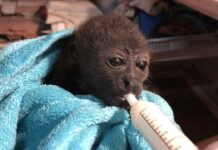 Meksika’da maymunlar aşırı sıcak nedeniyle ölüyor !