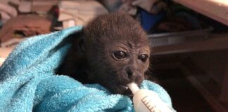 Meksika’da maymunlar aşırı sıcak nedeniyle ölüyor !