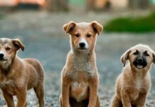 Türkiye anketi; ”Sokak hayvanlarıyla ilgili ne yapılmalı?”