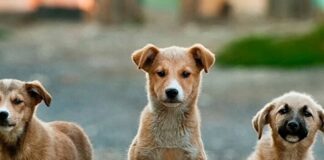 Türkiye anketi; ”Sokak hayvanlarıyla ilgili ne yapılmalı?”