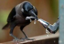 📽️ Uzmanlar, kargaların tıpkı küçük çocuklar gibi yüksek sesle sayabildiğini keşfetti.