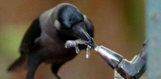 📽️ Uzmanlar, kargaların tıpkı küçük çocuklar gibi yüksek sesle sayabildiğini keşfetti.