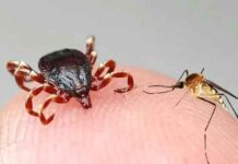 DSÖ: Sivrisinek ve kene gibi enfekte böceklerle bulaşan yeni bir salgına hazırlıklı olunmalı.