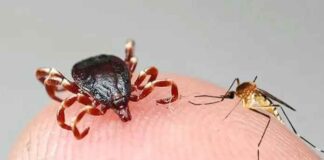 DSÖ: Sivrisinek ve kene gibi enfekte böceklerle bulaşan yeni bir salgına hazırlıklı olunmalı.