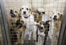 İspanya’da sahipsiz köpekler sorunu nasıl çözümlendi ?