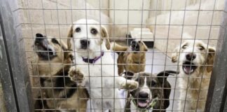 İspanya’da sahipsiz köpekler sorunu nasıl çözümlendi ?