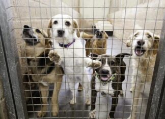 İspanya’da sahipsiz köpekler sorunu nasıl çözümlendi ?