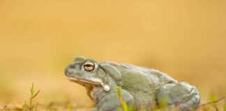 Yeni ‘şifacımız’ kurbağa! Kurbağadan elde edilen psychedelic toksinler depresyon ve anksiyeteyi tedavi edebilir