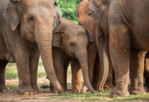 Araştırma/Filler birbirine ismiyle sesleniyor