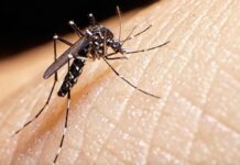 Dang Humması Artışının Baş Şüphelisi Asya Kaplan Sivrisineği Avrupa’da Yayılıyor