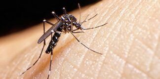 Dang Humması Artışının Baş Şüphelisi Asya Kaplan Sivrisineği Avrupa’da Yayılıyor