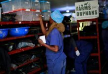 Afrika’daki Kimsesiz Çocukların Beslenme Yetersizliğine Çare: Böcek Larvaları