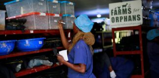 Afrika’daki Kimsesiz Çocukların Beslenme Yetersizliğine Çare: Böcek Larvaları