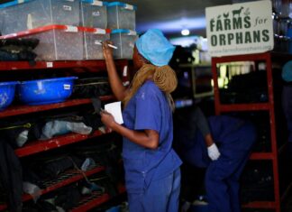 Afrika’daki Kimsesiz Çocukların Beslenme Yetersizliğine Çare: Böcek Larvaları