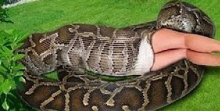 Endonezya’da kayıp anne, 5 metrelik piton tarafından bütünüyle yutulmuş halde bulundu