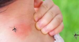 Ölümcül dang humması vakaları Avrupa’yı kasıp kavuruyor. Uzmanlar belirtiler ve önlemler konusunda neler söylüyor?