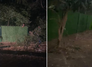 📽️MEB’den Validebağ Korusu’na gece yarısı operasyonu: Paravanlar yerleştirdi