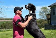 Dünyanın en uzun köpeği hayatını kaybetti