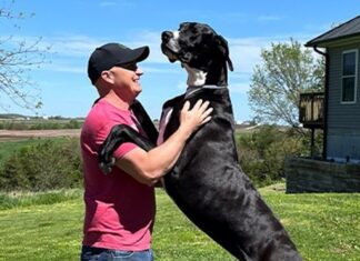 Dünyanın en uzun köpeği hayatını kaybetti
