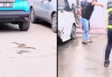 📽️Bunaltan sıcaklar yılanları da deliğinden çıkardı!