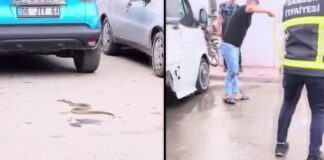 📽️Bunaltan sıcaklar yılanları da deliğinden çıkardı!