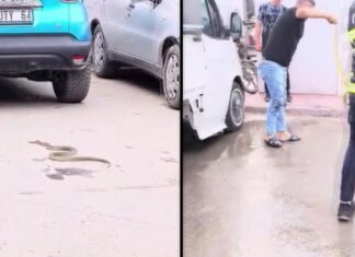 📽️Bunaltan sıcaklar yılanları da deliğinden çıkardı!