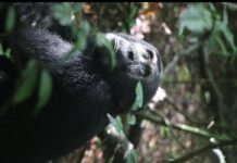 📽️ Araştırma: Hasta ve yaralı şempanzeler şifalı bitkileri kullanarak kendi kendilerini tedavi ediyor.