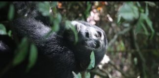 📽️ Araştırma: Hasta ve yaralı şempanzeler şifalı bitkileri kullanarak kendi kendilerini tedavi ediyor.