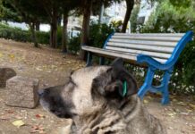 Sokak hayvanlarına ilişkin kanun teklifi yasalaştı. Ötenazi Meclis’ten geçti.