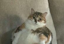 Şişman kedileri incelemek, insanlarda obezitenin nasıl tedavi edileceğini anlamamıza yardımcı olabilir.