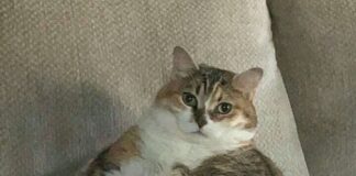 Şişman kedileri incelemek, insanlarda obezitenin nasıl tedavi edileceğini anlamamıza yardımcı olabilir.