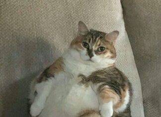 Şişman kedileri incelemek, insanlarda obezitenin nasıl tedavi edileceğini anlamamıza yardımcı olabilir.