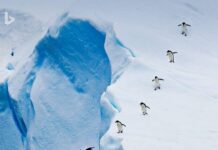 📽️ Dünyanın ucundaki gizemli kıta: Antarktika’nın altında ne var?