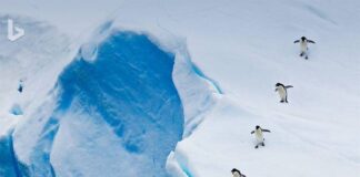 📽️ Dünyanın ucundaki gizemli kıta: Antarktika’nın altında ne var?
