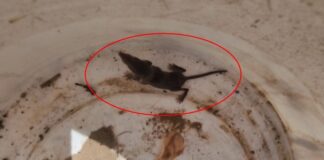 53 milyon yıl önce yaşayan dünyanın en eski memelisi ‘Batodonoides Vanhouteni’ Adana’da görüldü