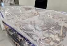 O kadar yılanı pantolona nasıl istifledi?