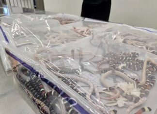 O kadar yılanı pantolona nasıl istifledi?