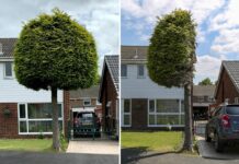 📽️ Sınır konusunda anlaşamayan iki komşu bahçedeki ağacın yarısını kesti; bölge turistik merkeze dönüştü!