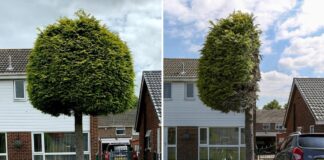 📽️ Sınır konusunda anlaşamayan iki komşu bahçedeki ağacın yarısını kesti; bölge turistik merkeze dönüştü!