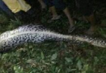 Endonezya’da 10 metrelik piton bir kadını yuttu!