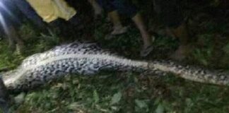 Endonezya’da 10 metrelik piton bir kadını yuttu!