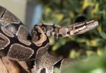 Dişe diş! Isırıldığı zehirli yılanı ısırarak öldürdü!