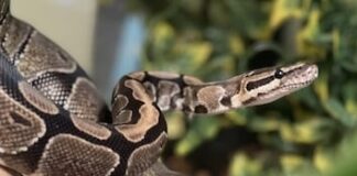 Dişe diş! Isırıldığı zehirli yılanı ısırarak öldürdü!